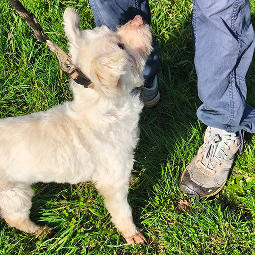 AID Animaux - Chiens à l'adoption - Elika