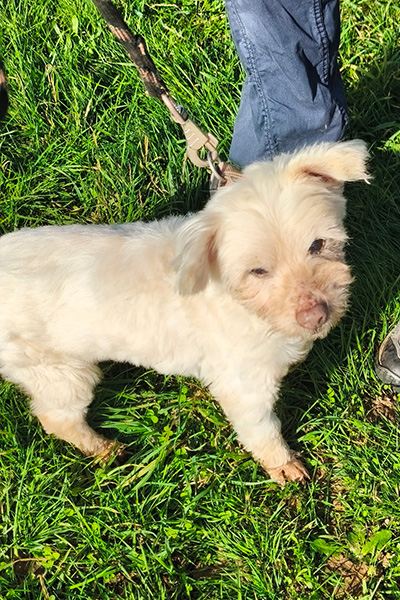 AID Animaux - Chiens à l'adoption - Elika