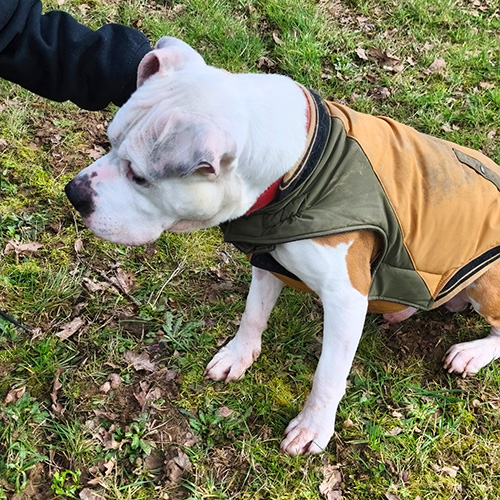 AID Animaux - Chiens à l'adoption - Jekko