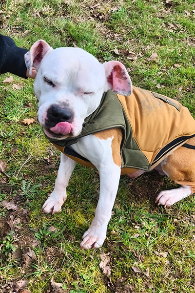 AID Animaux - Chiens à l'adoption - Jekko