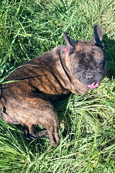 AID Animaux - Chiens à l'adoption - Astro