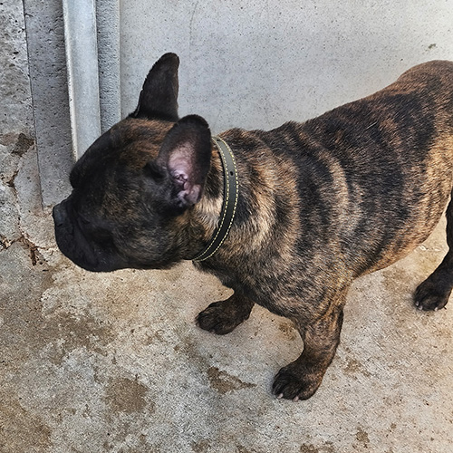 AID Animaux - Chiens à l'adoption - Astro