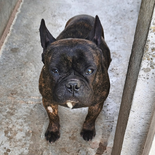 AID Animaux - Chiens à l'adoption - Astro