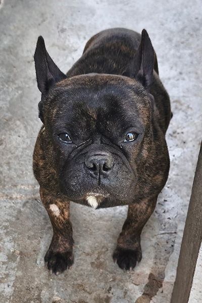 AID Animaux - Chiens à l'adoption - Astro