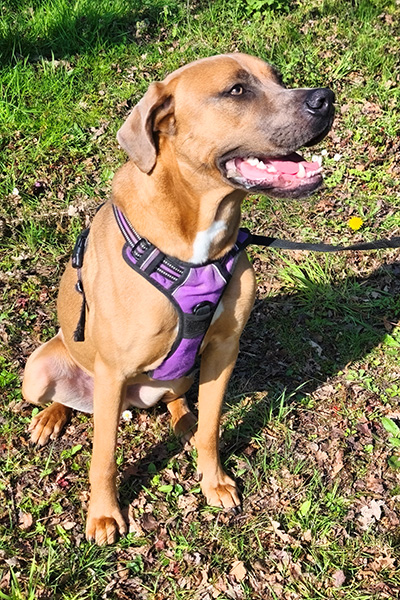 AID Animaux - Chiens à l'adoption - Holaf