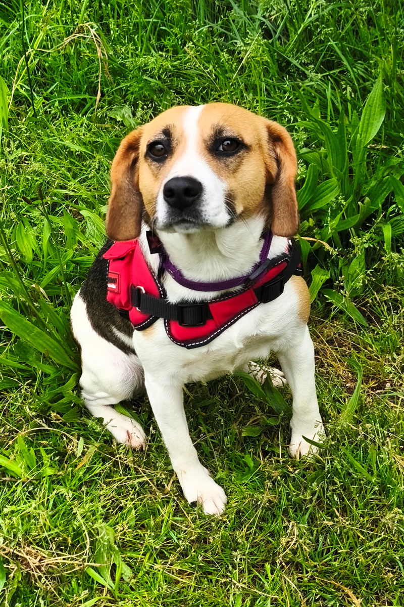 AID Animaux - Chiens à l'adoption - Angie