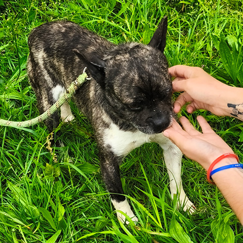 AID Animaux - Chiens à l'adoption - T'choupi