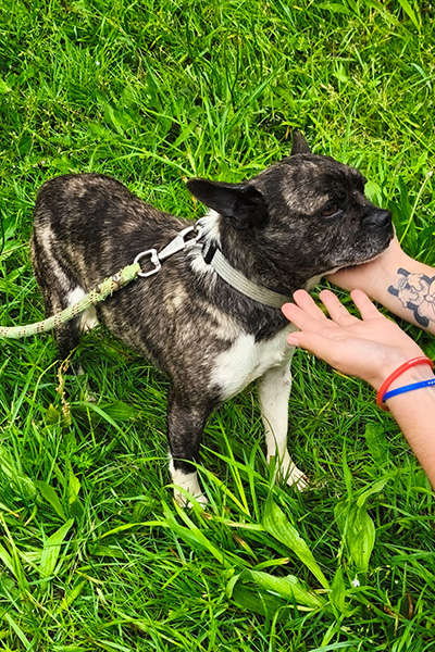 AID Animaux - Chiens à l'adoption - T'choupi