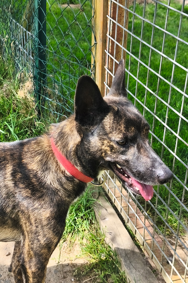 AID Animaux - Chiens à l'adoption - Umy