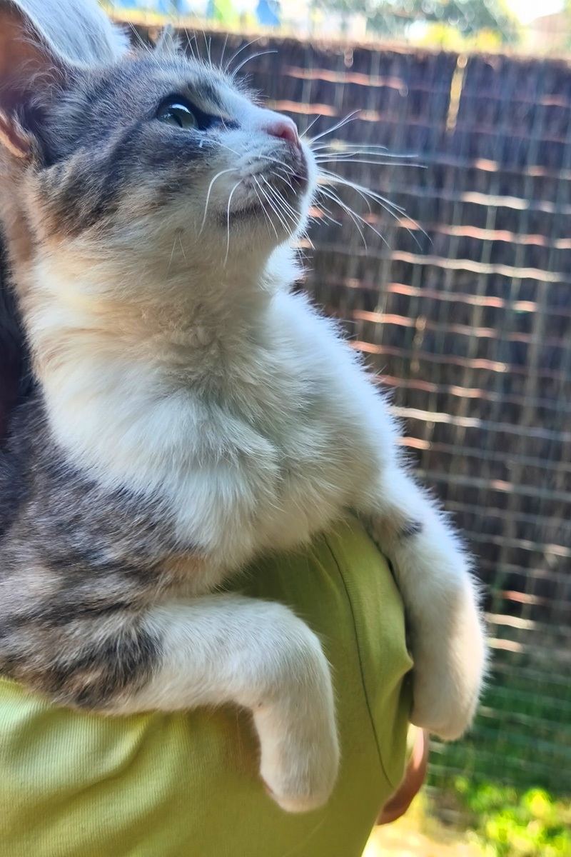 AID Animaux - Chats à l'adoption - Aragon