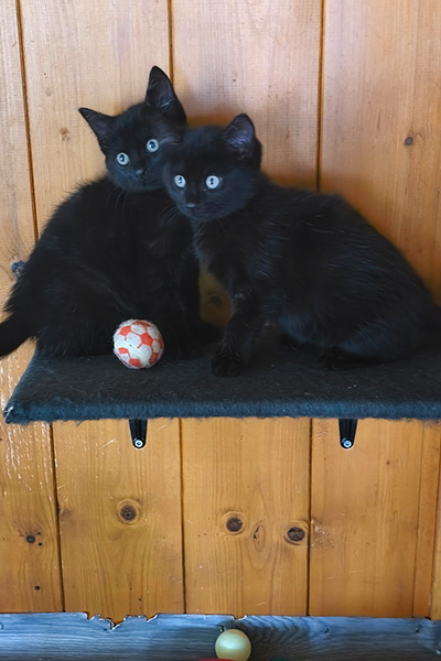AID Animaux - Chats à l'adoption - Chatons