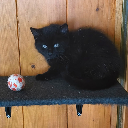 AID Animaux - Chats à l'adoption - Chatons
