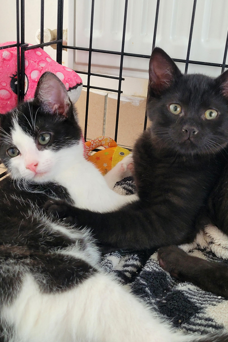 AID Animaux - Chats à l'adoption - Chatons