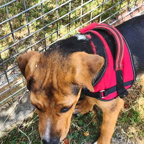 AID Animaux - Chiens à l'adoption - Banjo