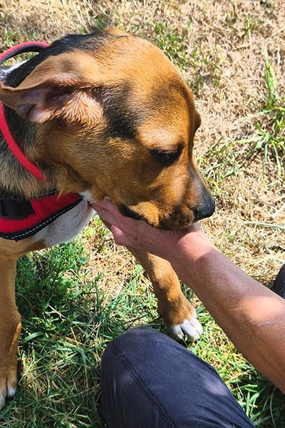 AID Animaux - Chiens à l'adoption - Banjo