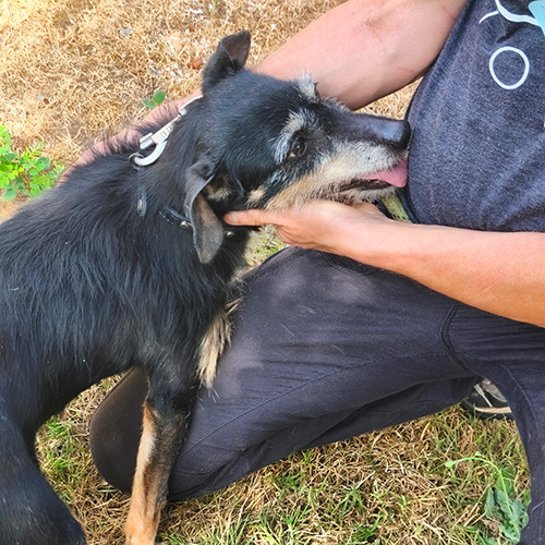 AID Animaux - Chiens à l'adoption - Java