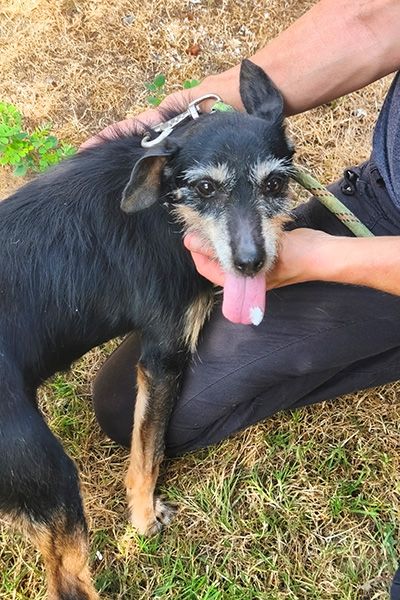 AID Animaux - Chiens à l'adoption - Java