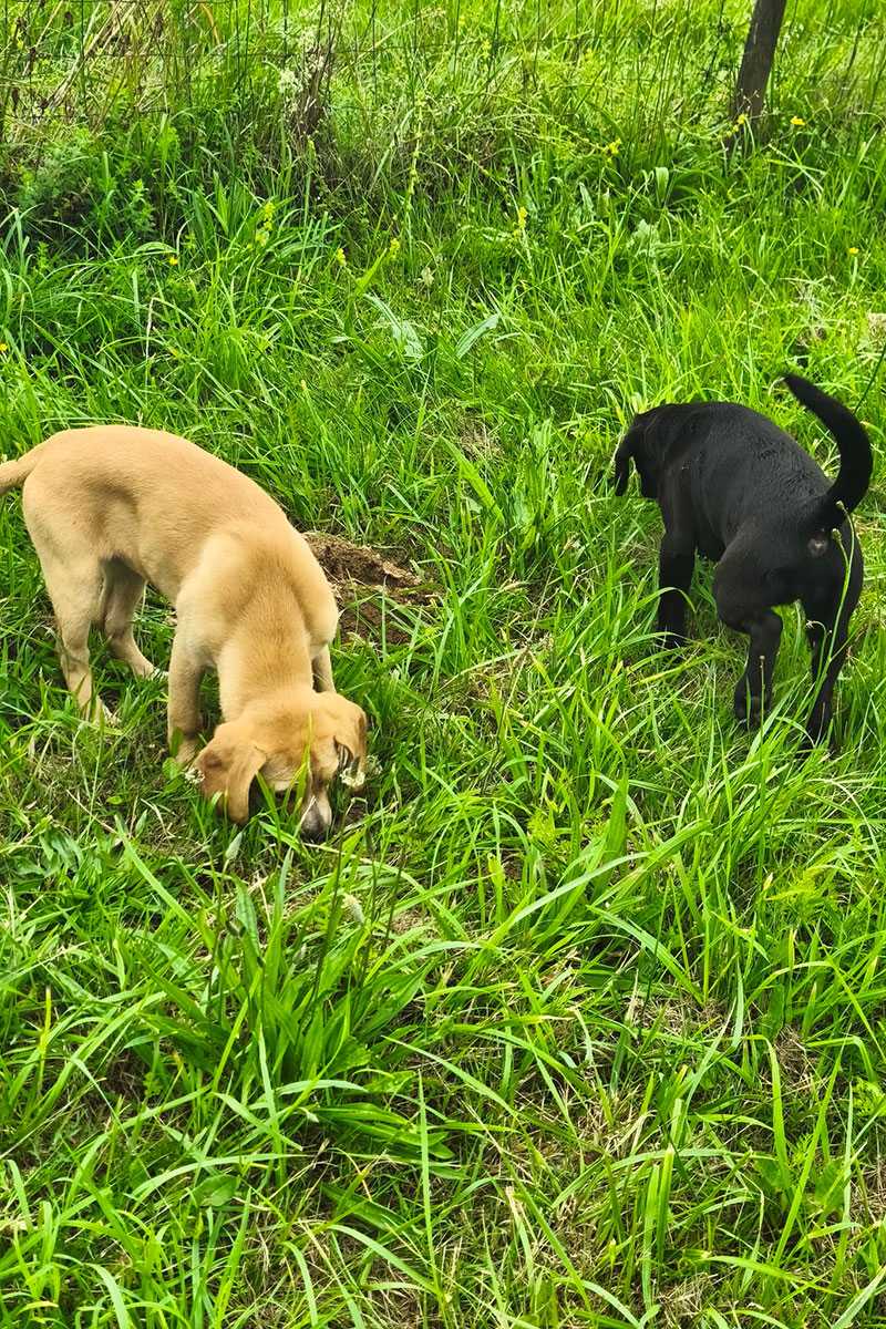 AID Animaux - Chiens à l'adoption - Labradors
