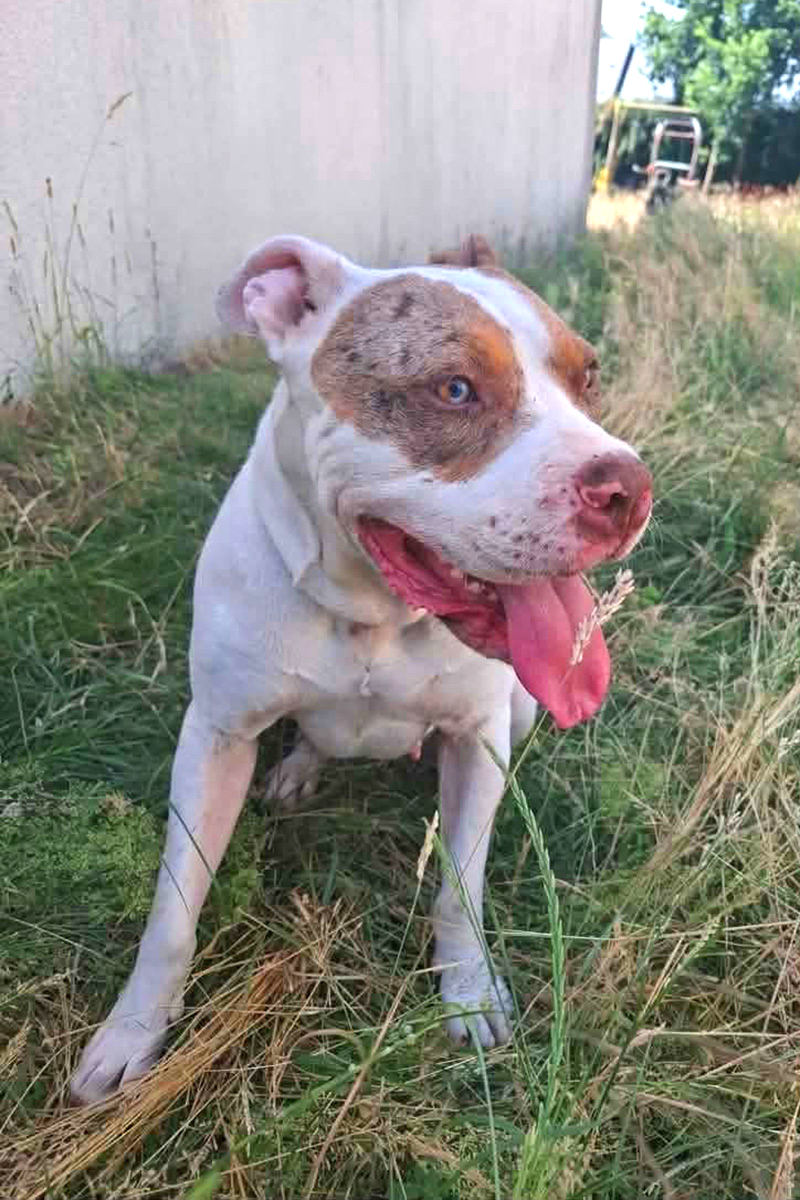 AID Animaux - Chiens à l'adoption - Leya