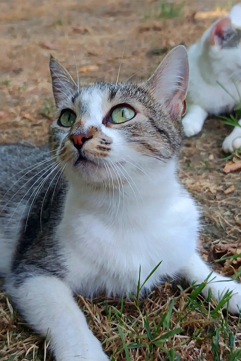 AID Animaux - Chats à l'adoption - Annabelle