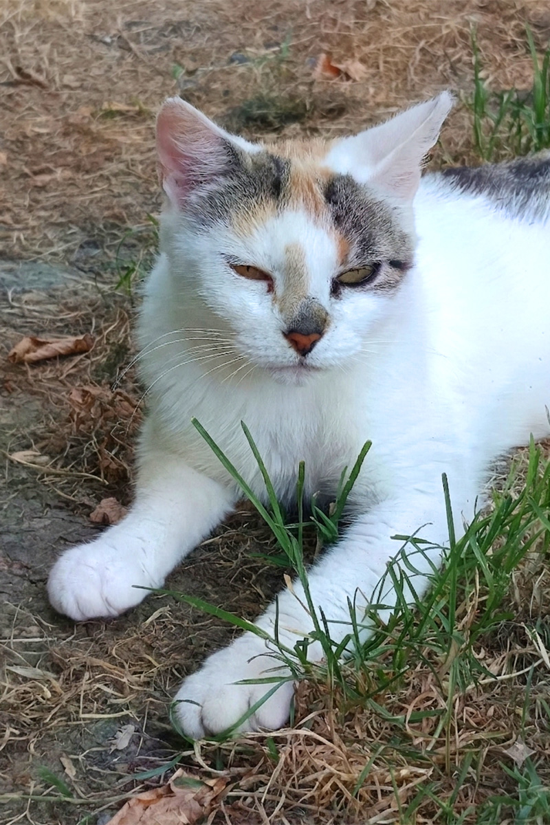 AID Animaux - Chats à l'adoption - Arianne