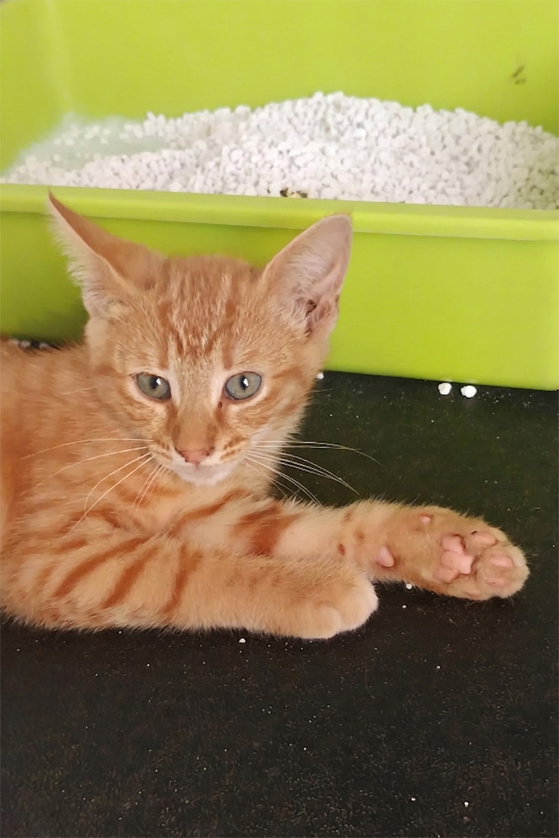 AID Animaux - Chats à l'adoption - Baki