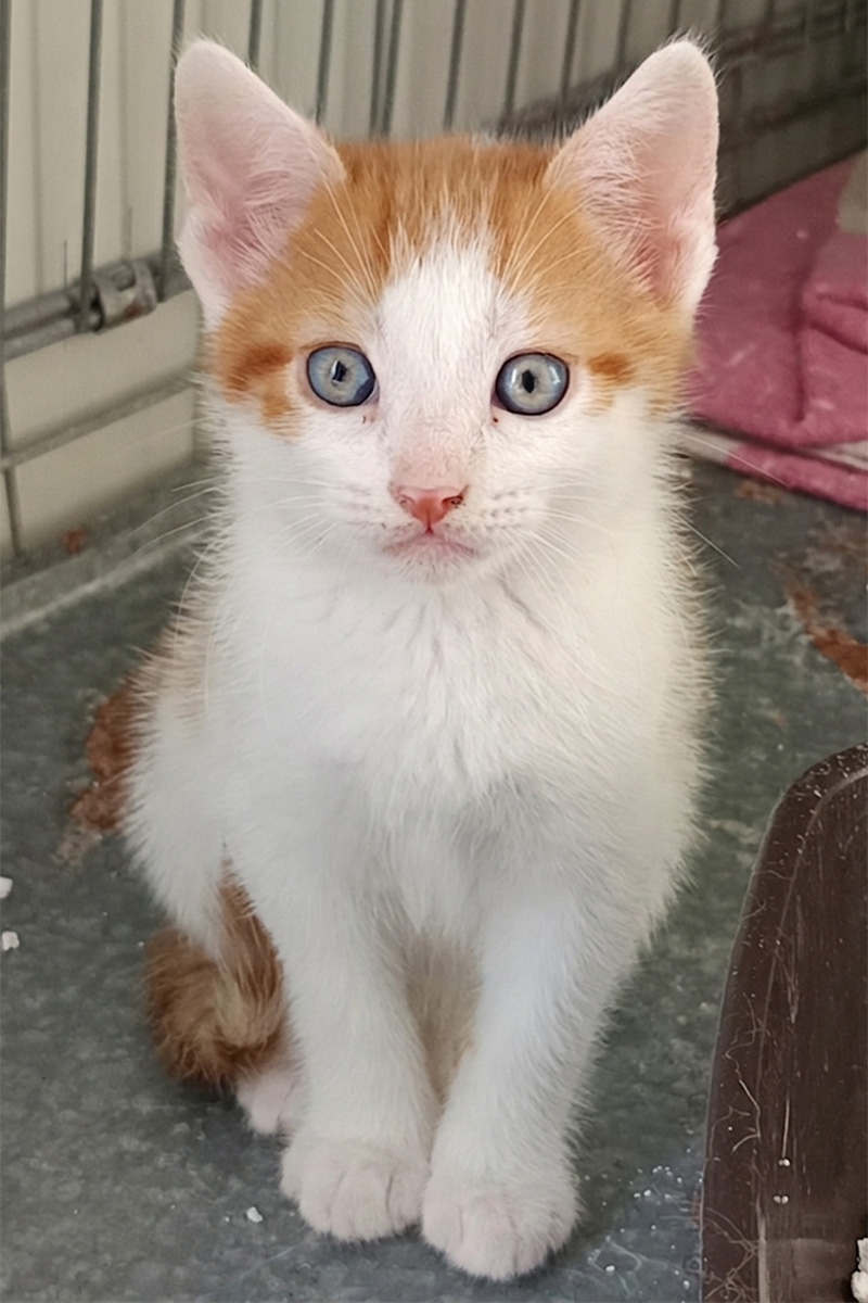 AID Animaux - Chats à l'adoption - Balto
