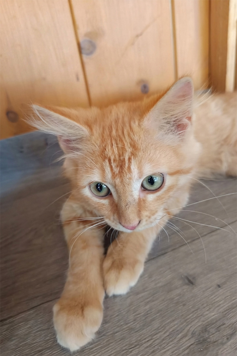 AID Animaux - Chats à l'adoption - Banzaï