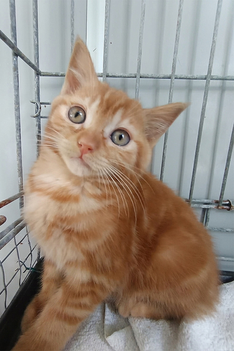AID Animaux - Chats à l'adoption - Biscuit
