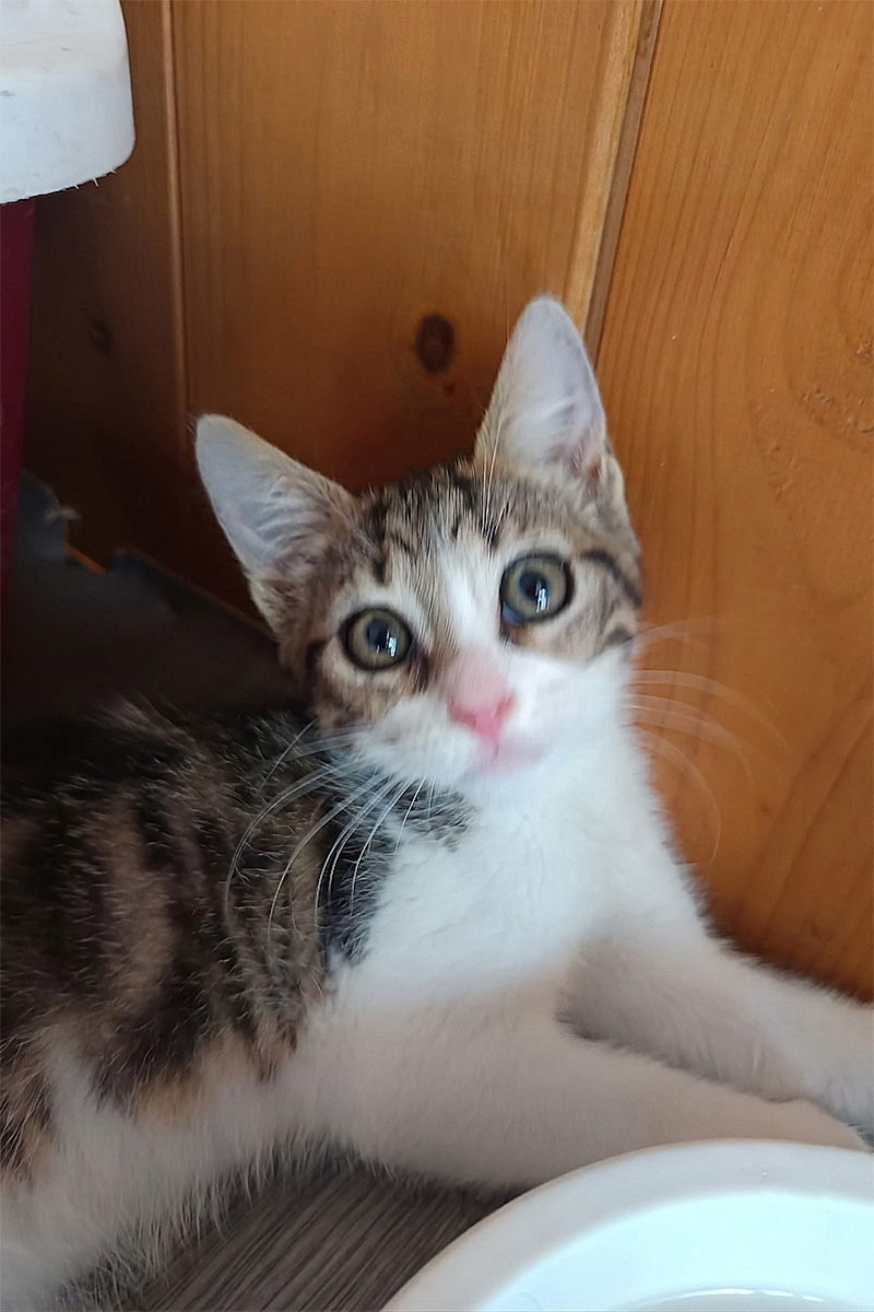 AID Animaux - Chats à l'adoption - Boulette