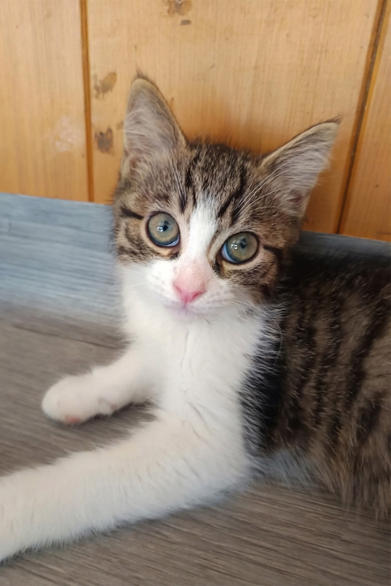 AID Animaux - Chats à l'adoption - Brindille