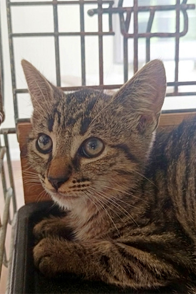 AID Animaux - Chats à l'adoption - Bueno