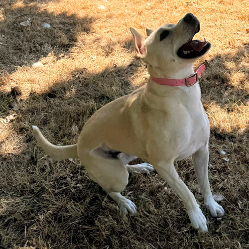 AID Animaux - Chiens à l'adoption - Nymeria