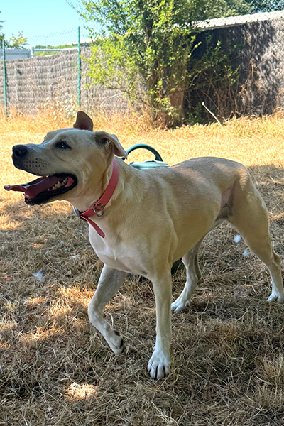 AID Animaux - Chiens à l'adoption - Nymeria