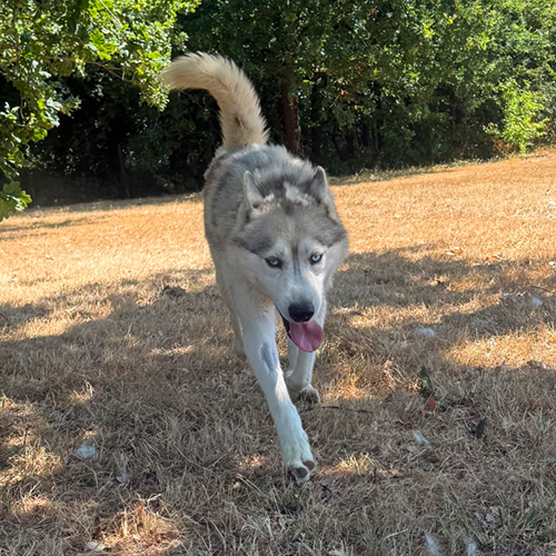 AID Animaux - Chiens à l'adoption - Ranger