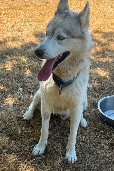 AID Animaux - Chiens à l'adoption - Ranger
