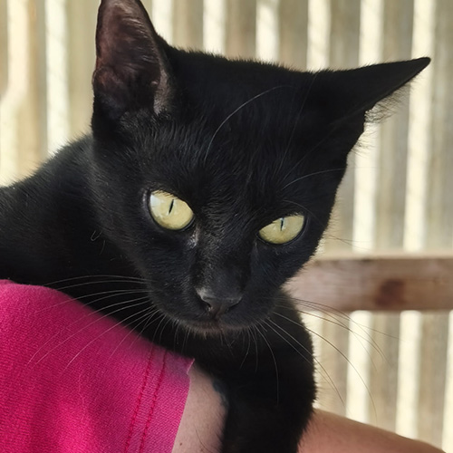 AID Animaux - Chats à l'adoption - Arena