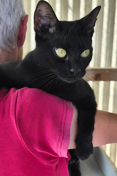 AID Animaux - Chats à l'adoption - Arena