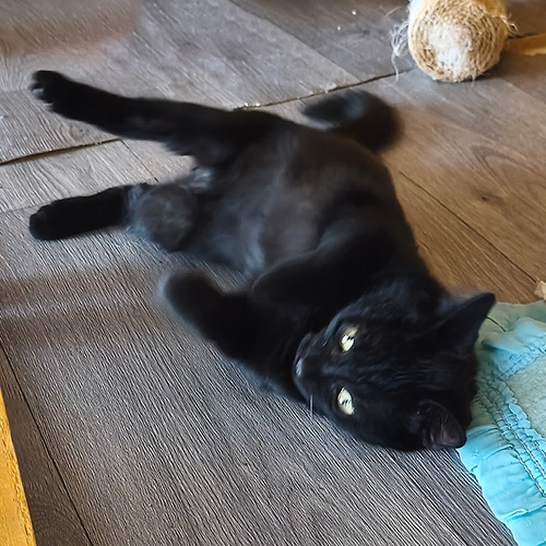 AID Animaux - Chats à l'adoption - Banco