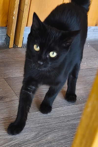 AID Animaux - Chats à l'adoption - Banco