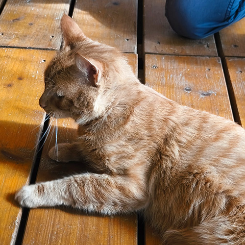 AID Animaux - Chats à l'adoption - Charlie