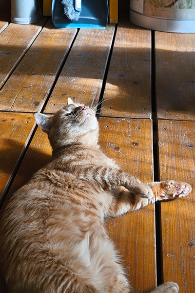 AID Animaux - Chats à l'adoption - Charlie