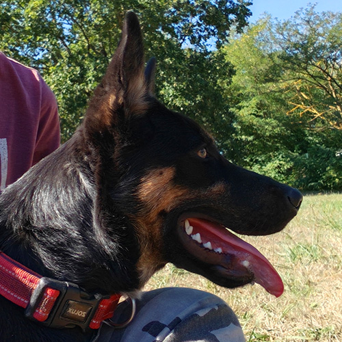 AID Animaux - Chiens à l'adoption - Balthazar
