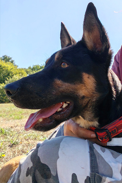 AID Animaux - Chiens à l'adoption - Balthazar