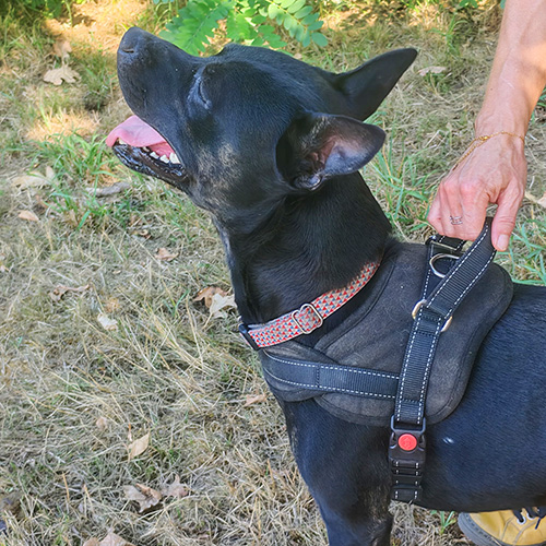 AID Animaux - Chiens à l'adoption - Kaiser