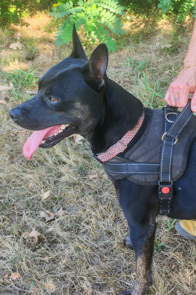 AID Animaux - Chiens à l'adoption - Kaiser