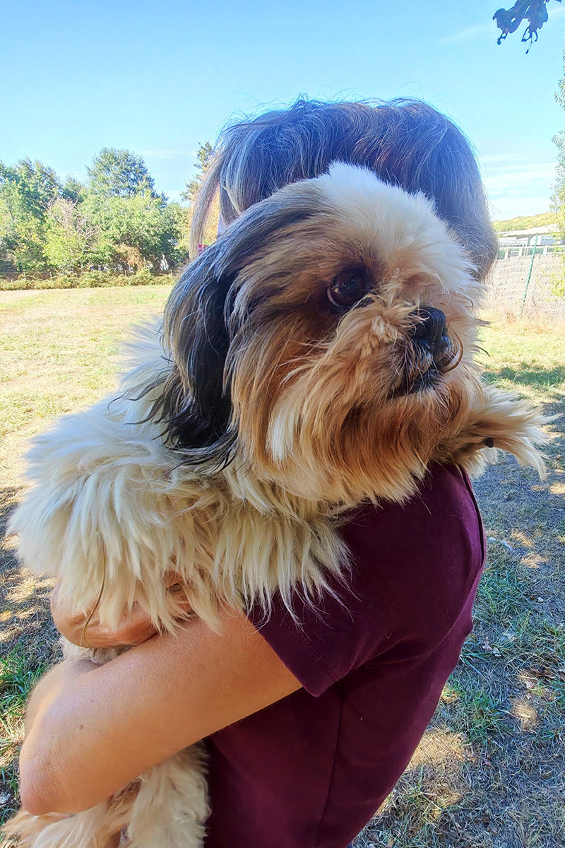 AID Animaux - Chiens à l'adoption - Shiatsu