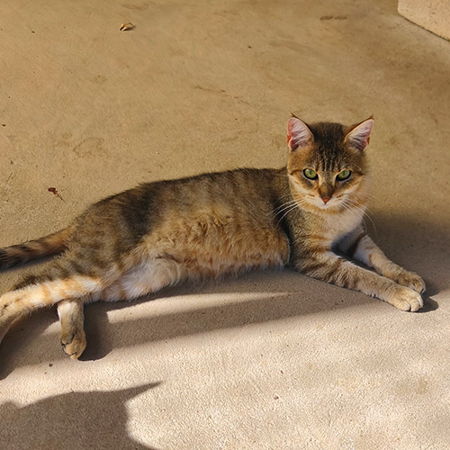 AID Animaux - Chats à l'adoption - Ubert