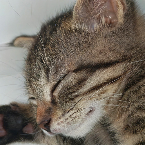 AID Animaux - Chats à l'adoption - Bandy