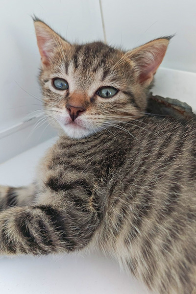 AID Animaux - Chats à l'adoption - Bandy